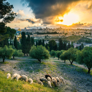Sunset at The Mount of Olives